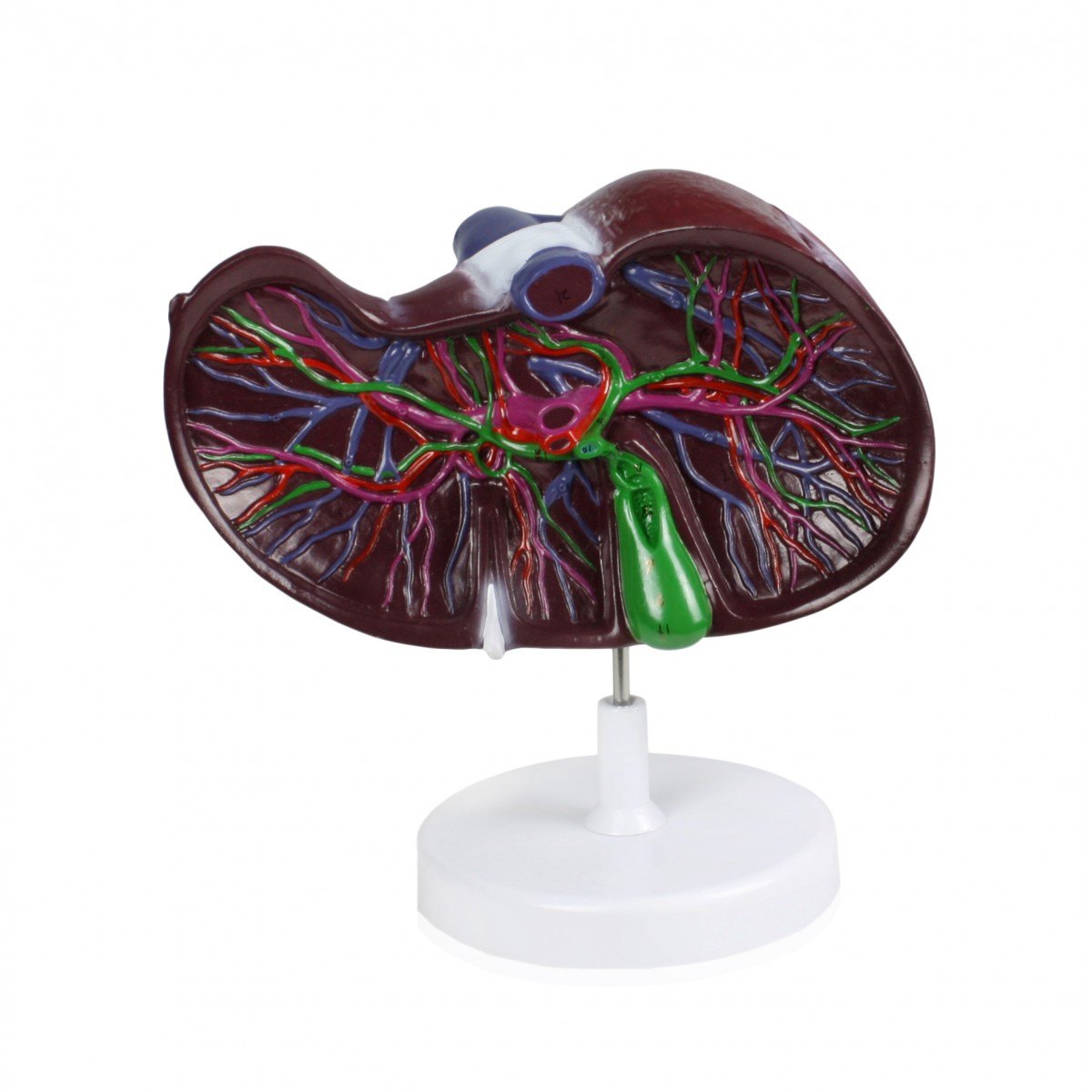 Liver Model
