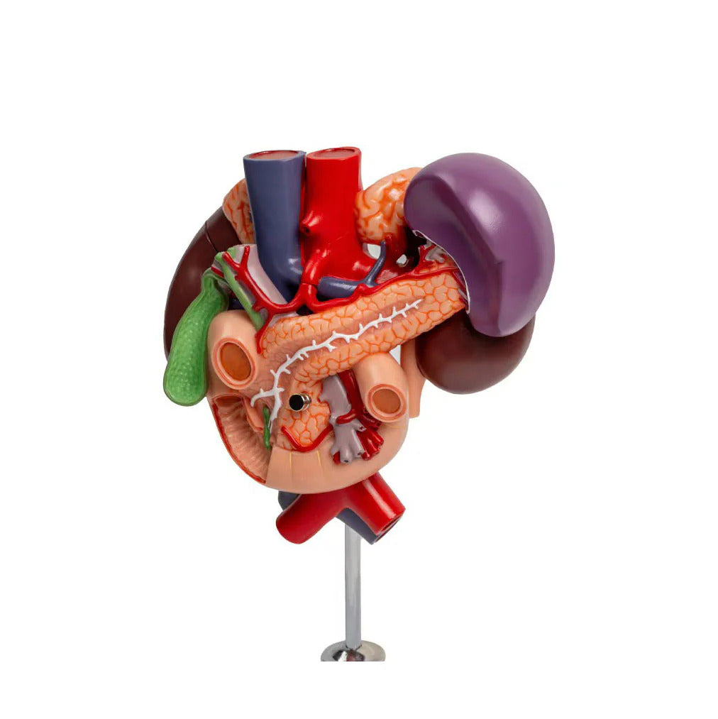 Kidney Model with Rear Organs ofUpper Abdomen, 3 parts