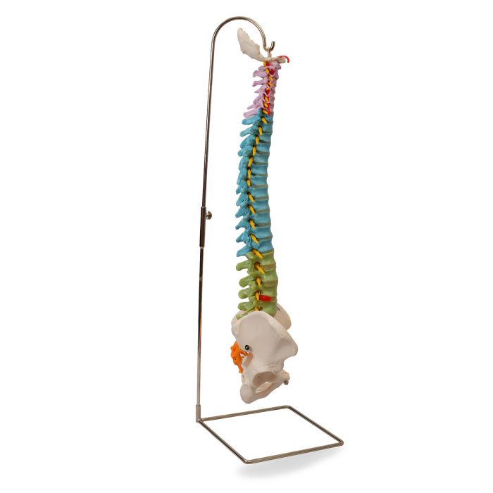 Didatic Flexible Coloured Life-Size Spine with Pelvis