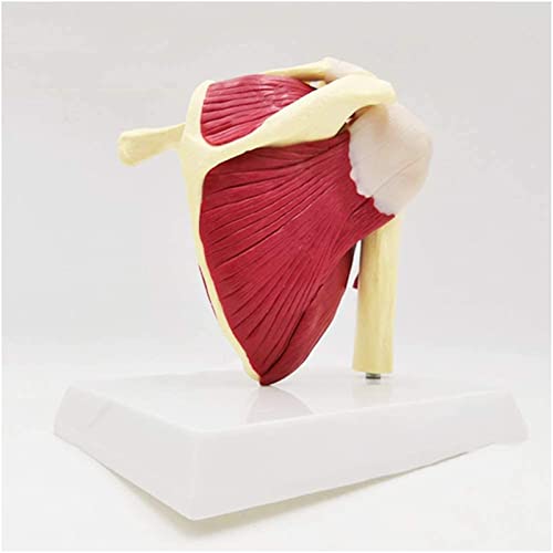 Life-Size Muscular Shoulder Joint Model