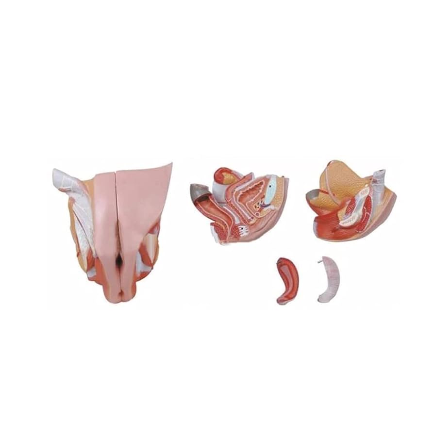 Female Genital Organs Model