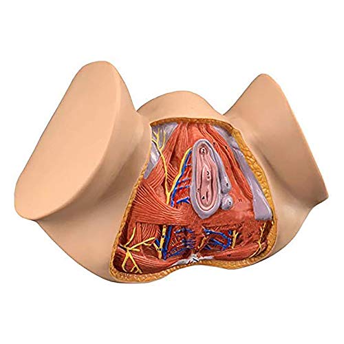 Female Perineum Anatomy