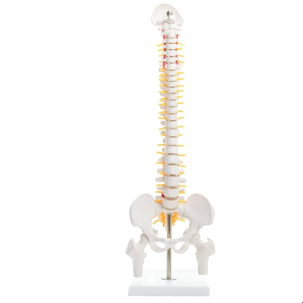 Mini Spine Model