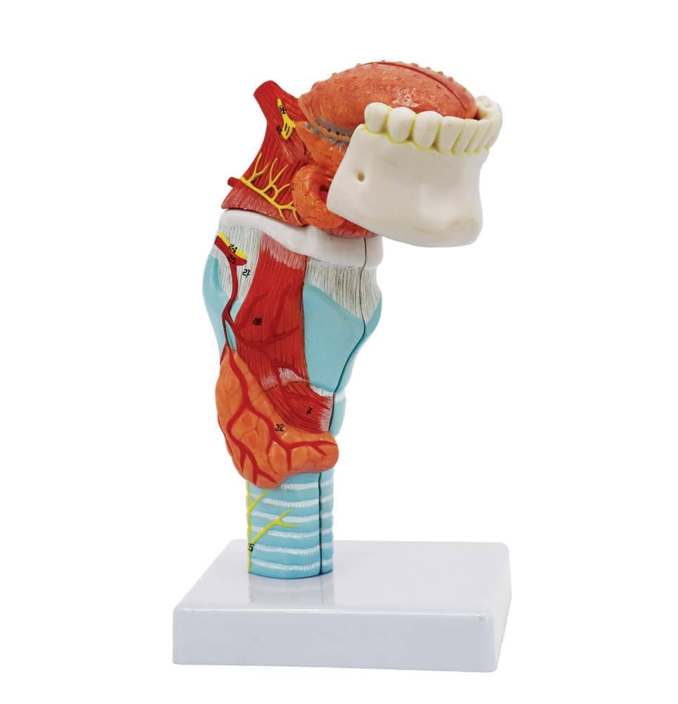 Parts Larynx with Tongue and Teeth