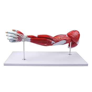 Muscles of Arm withMain Vessels and Nerves