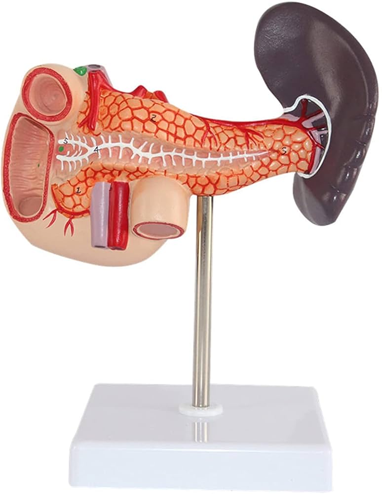 Model Of Spleen,Pancreas And Duodenum