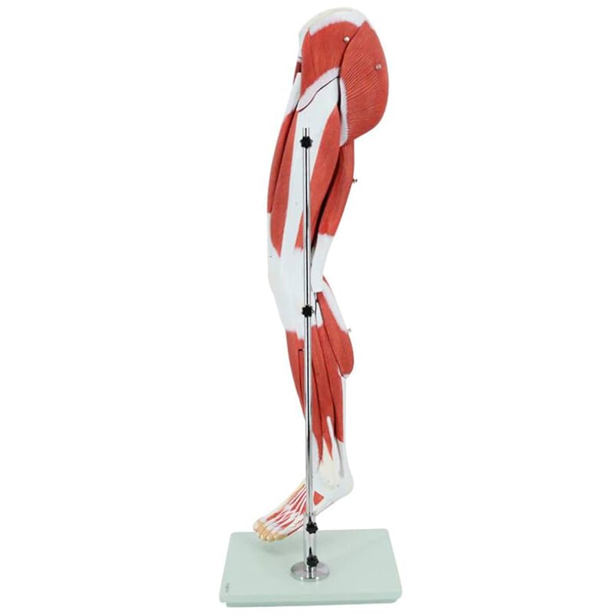 Muscles of Leg with Main Vessels And Nerves