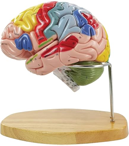 Times Magnified Detachable Brain Model