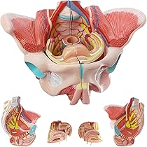 Female Pelvis with Muscles, Organs and Nerves Model