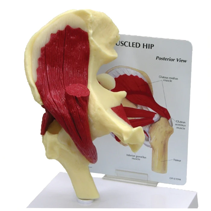 Muscular Hip Joint Model