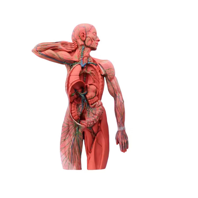 Lymphatic System Model (Imported)