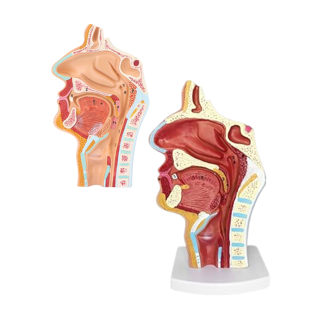 Human Nasal Cavity Anatomical Model
