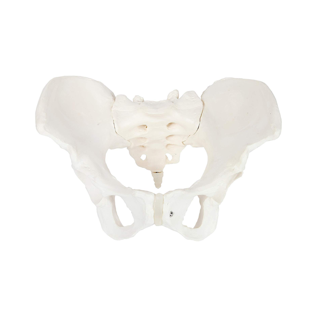 Pelvis