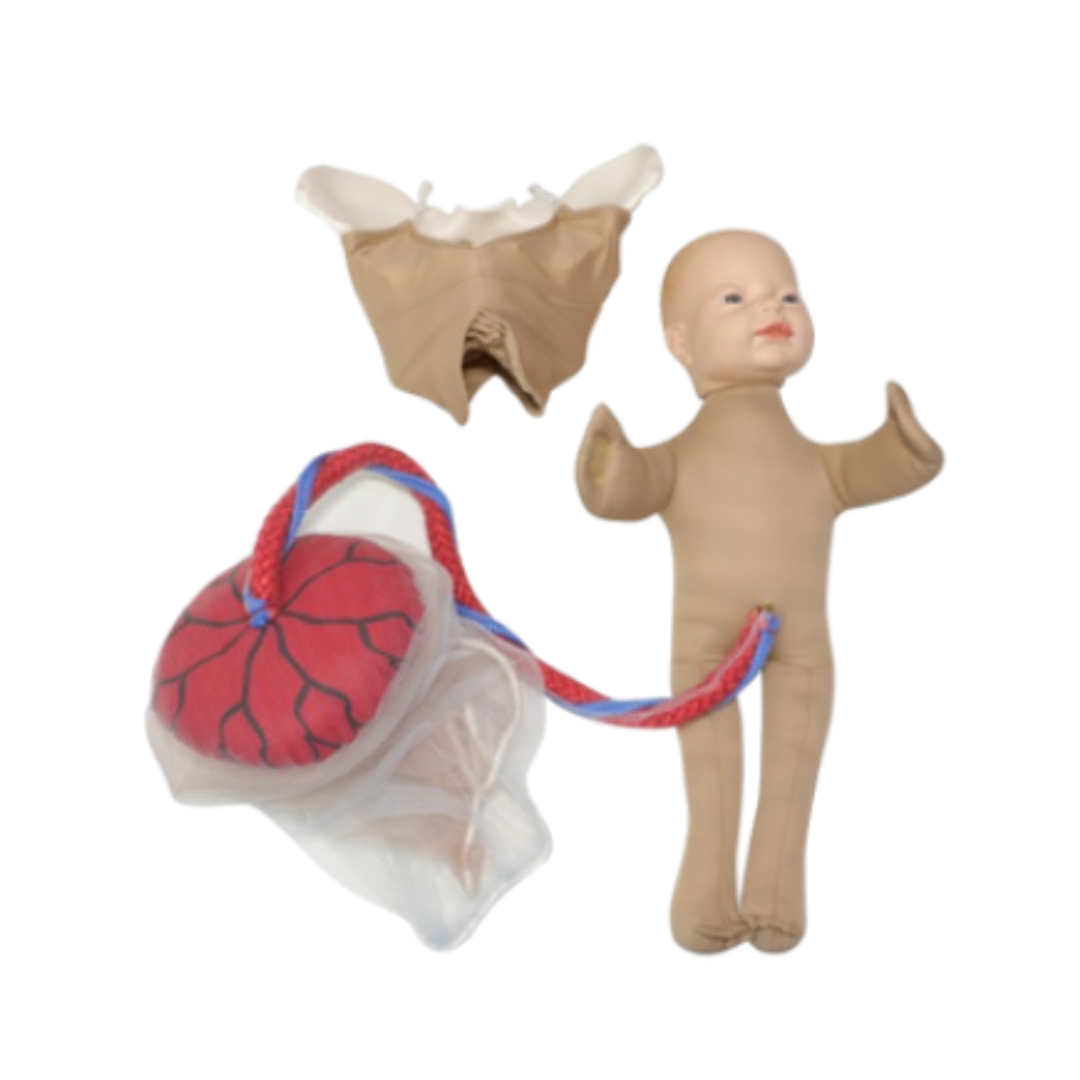 Birth Demonstration Model Set
