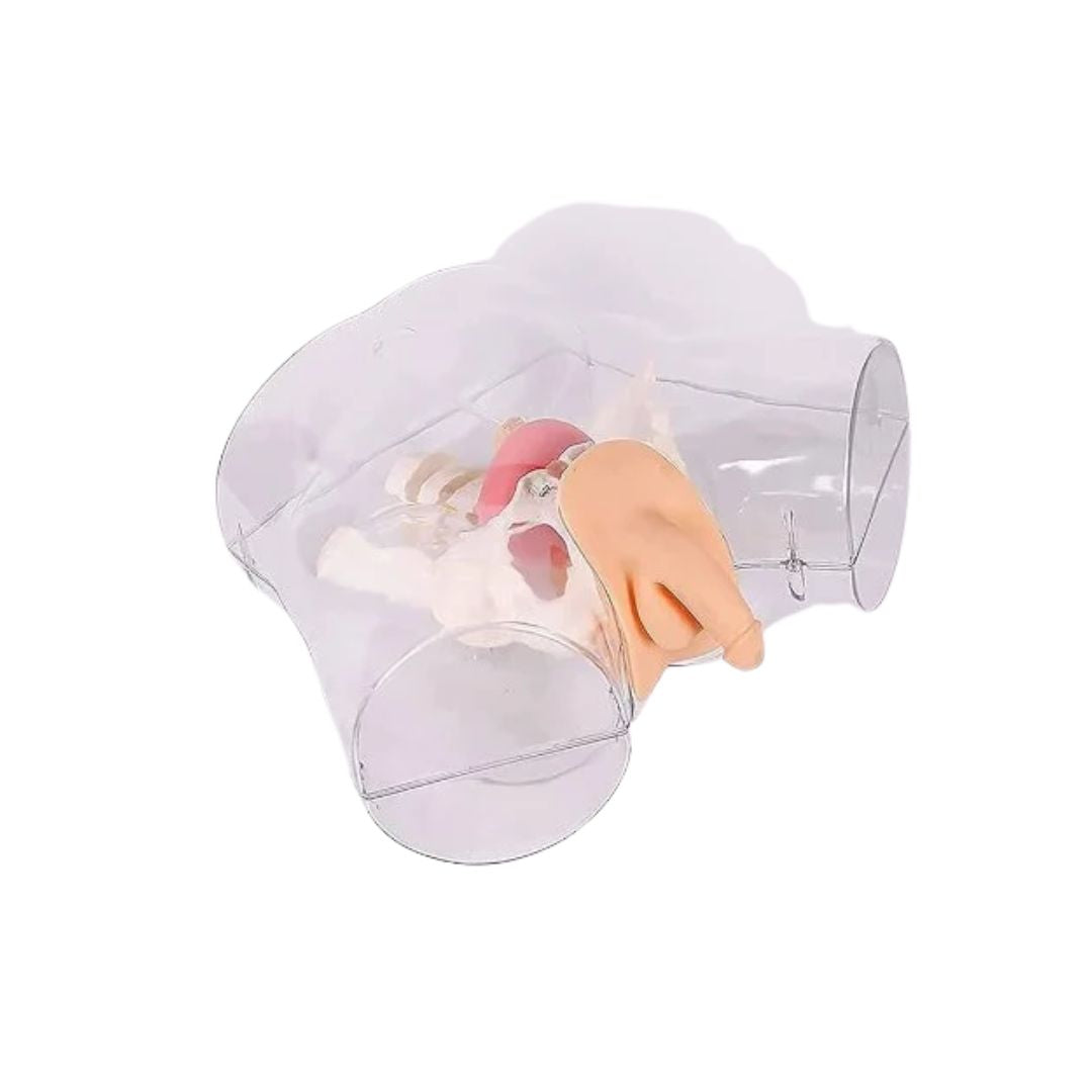 Transparent Male Catheterization Simulator Features