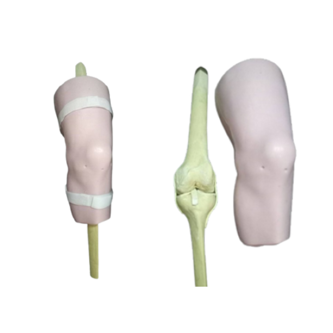 Knee Arthroscopy Model