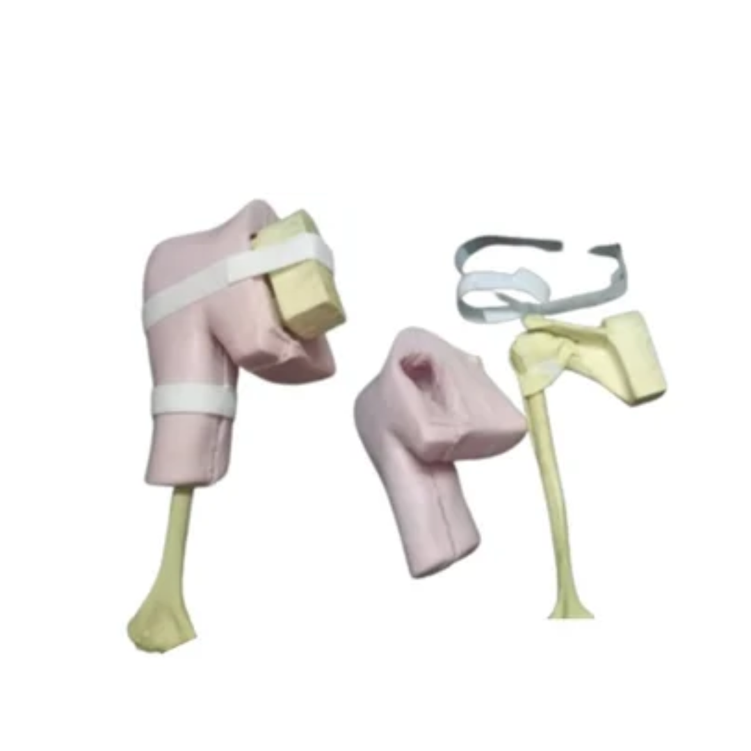 Shoulder Arthroscopy Model