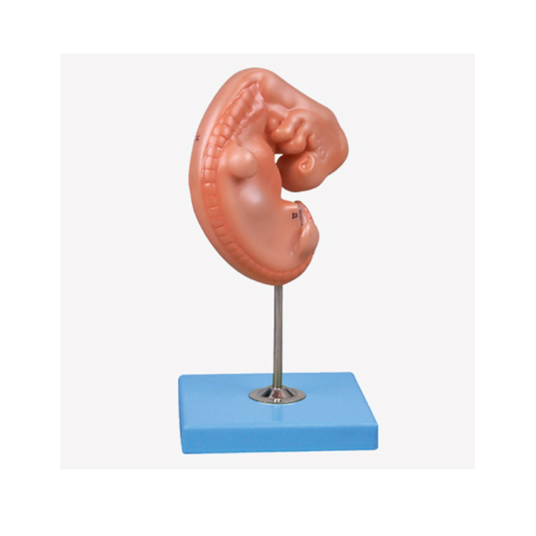 Embryo Model