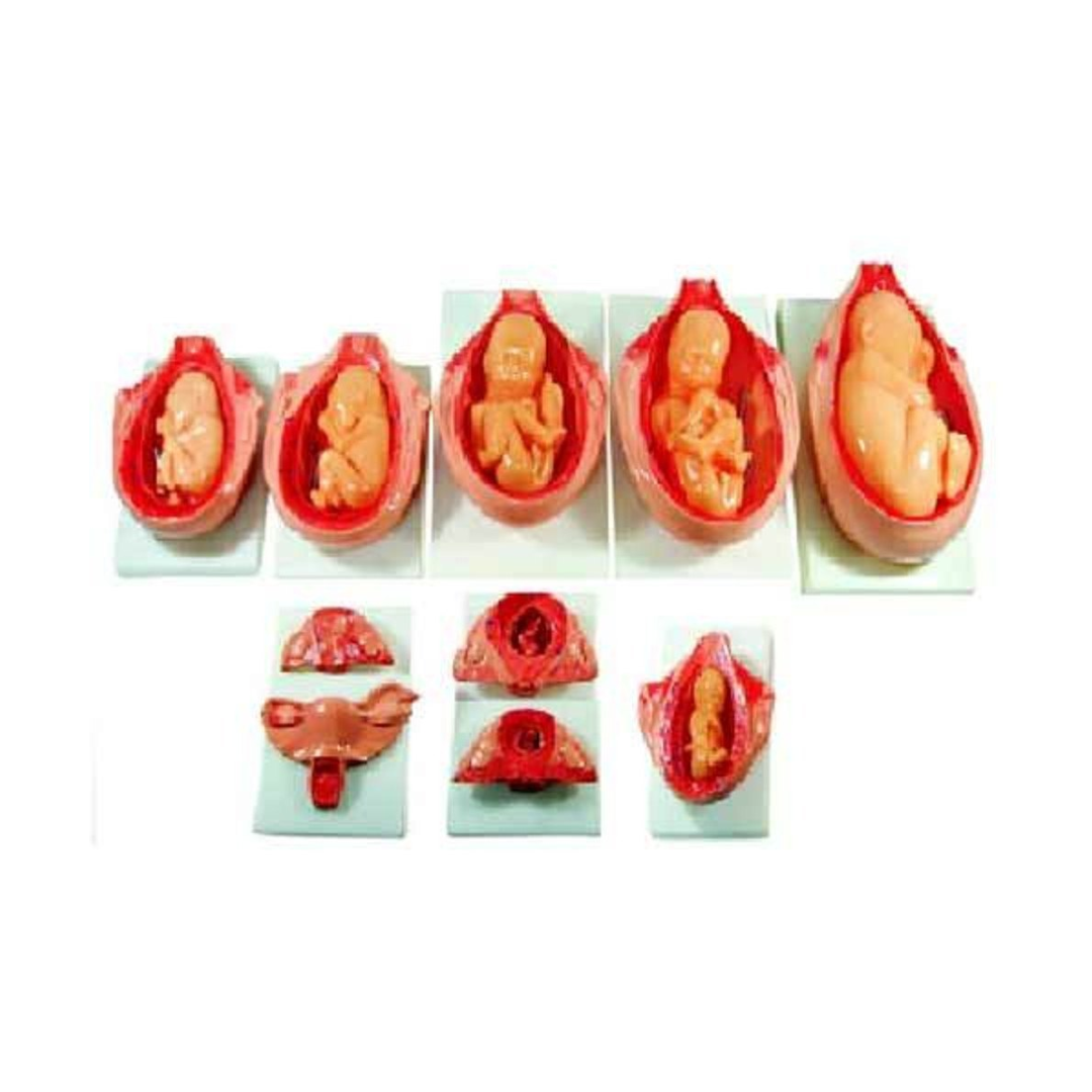 Development Process of a Fetus (Life Size)