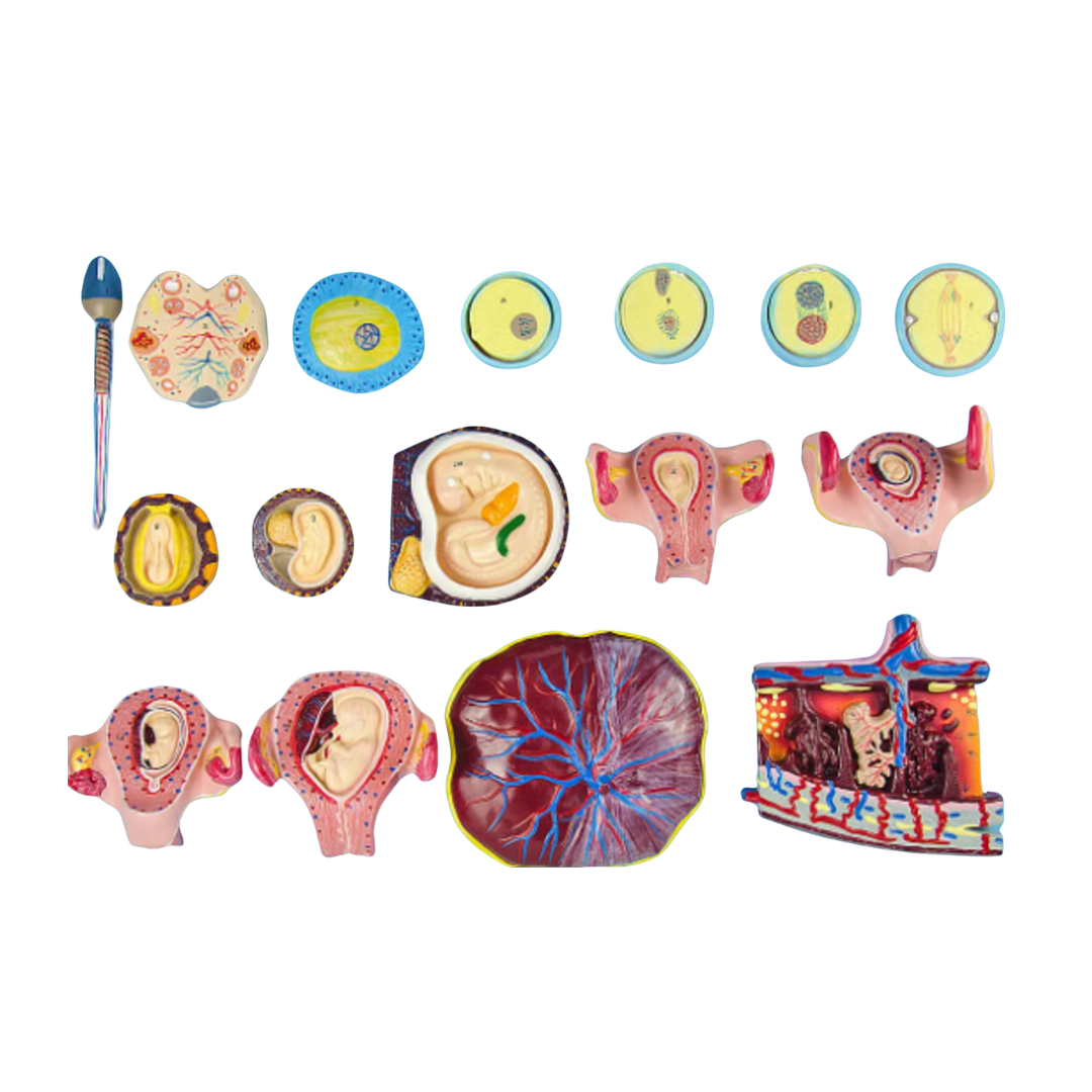 Human Fertilization and Early Embryogeny Model