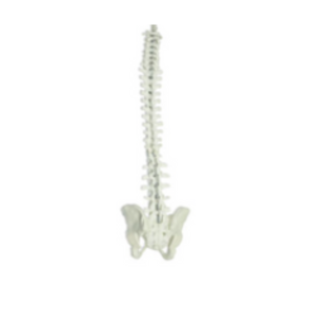 Spine Model