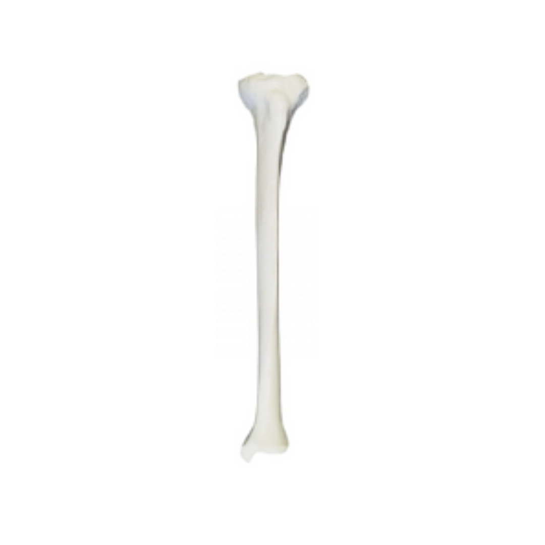 Tibia