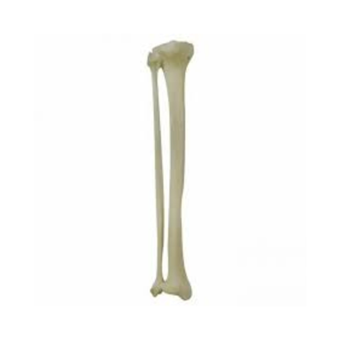 Tibia with Fibula