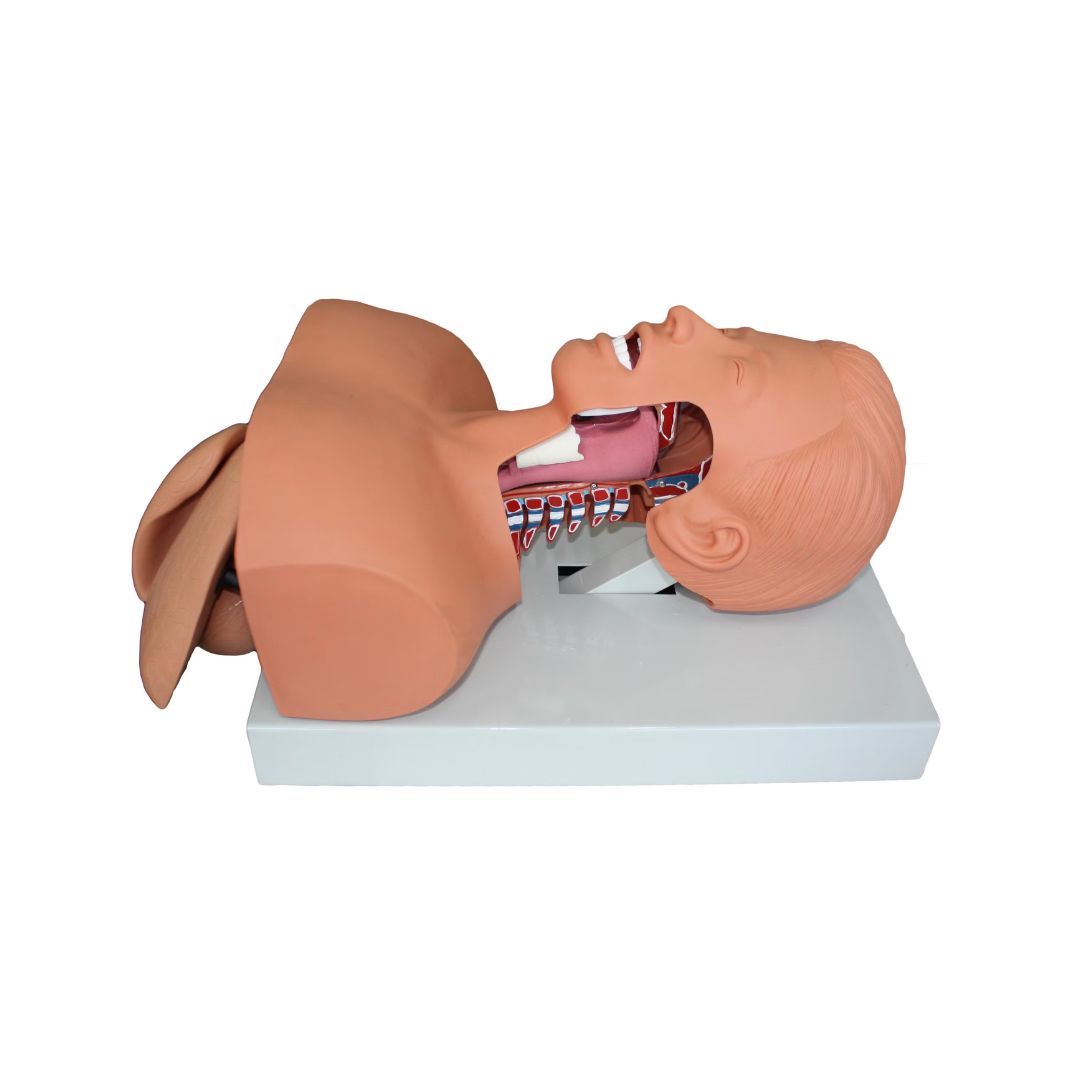 Airway Intubation Simulator