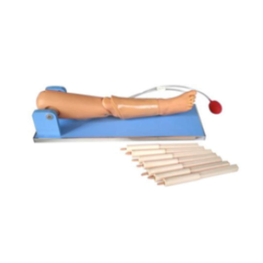 Marrow Puncture and Femoral Venipuncture Simulator