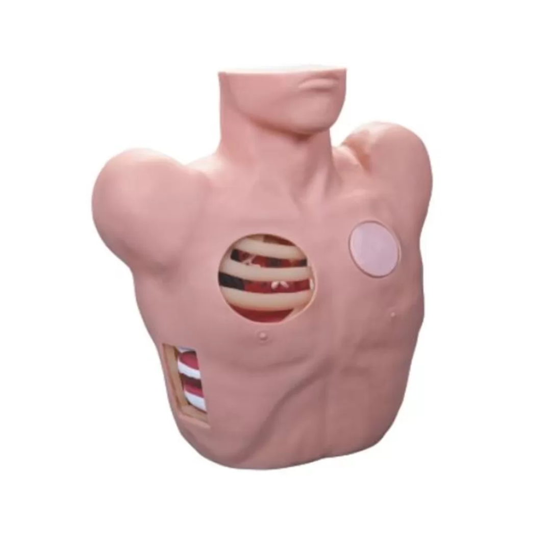 Thoracentesis Drainage Model