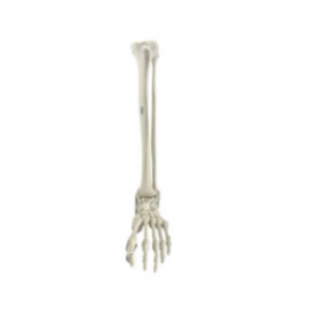 Tibia & Fibula with Ankle
