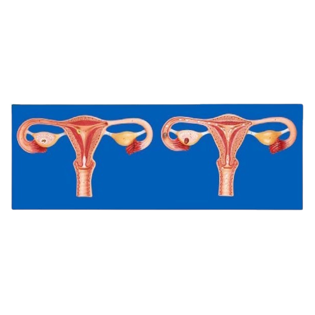 Fertilization Process Simulator