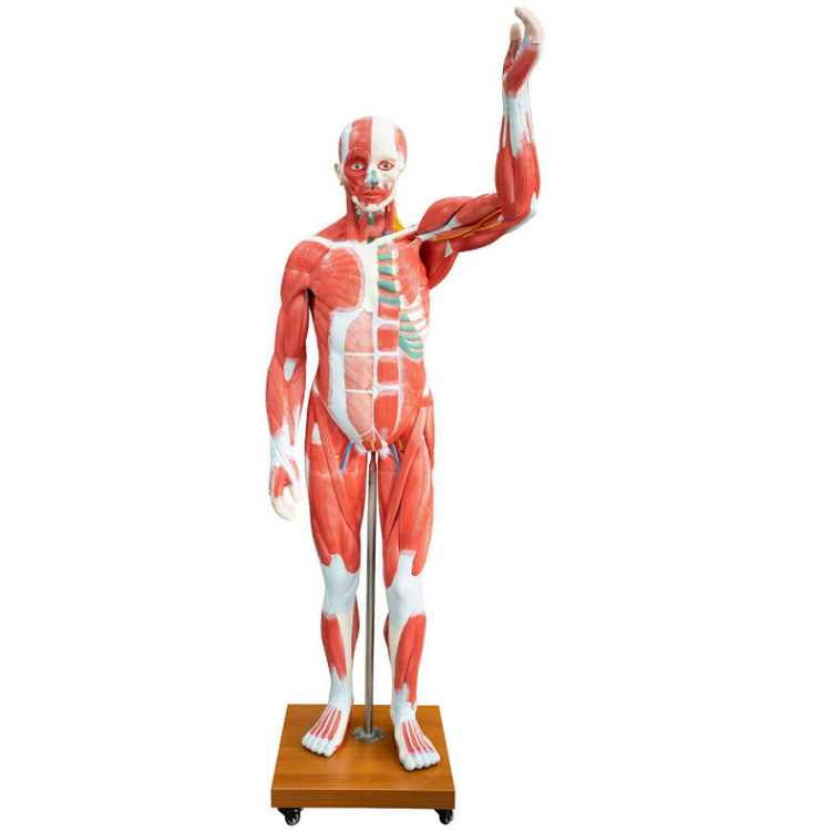 Life Size Human Muscle Model 29 parts