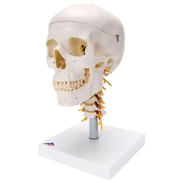 Skull With Cervical Spine