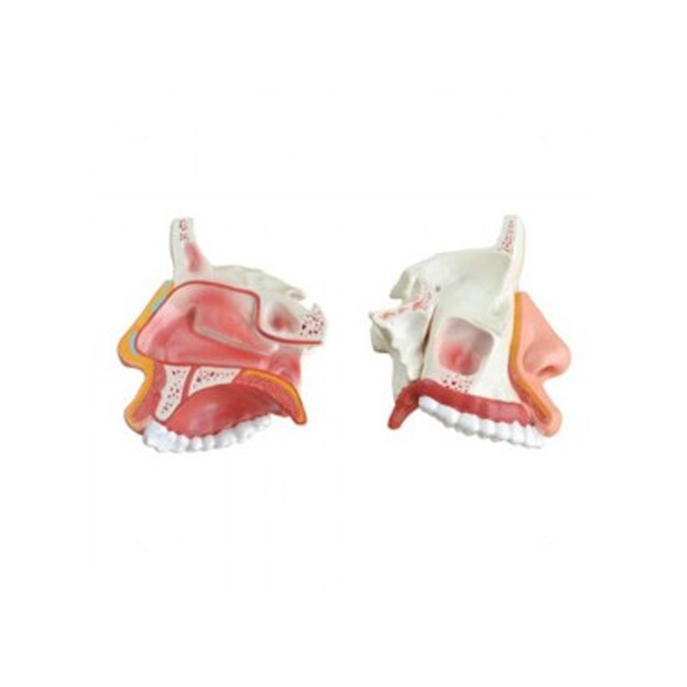 Model Of Anatomical Nasal Cavity