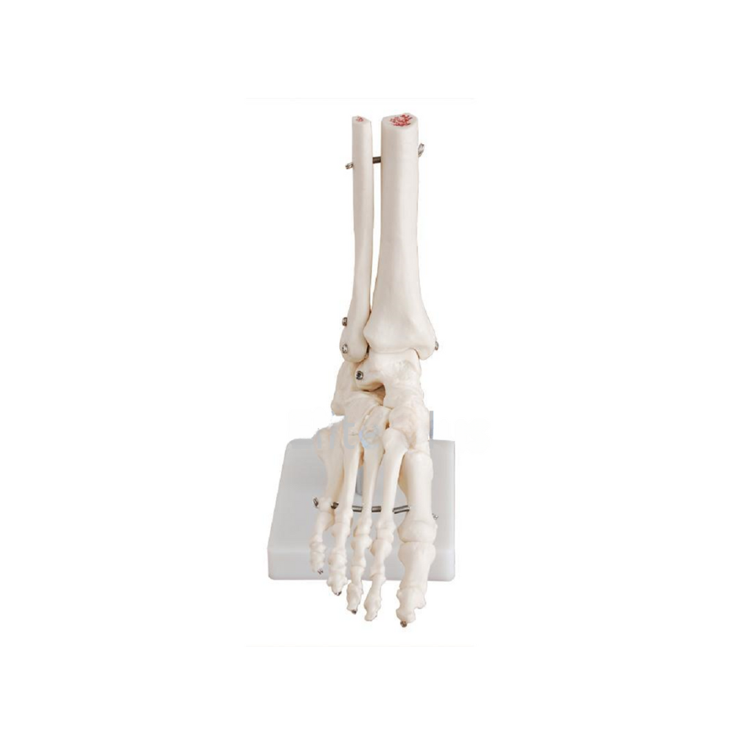 Foot Joint Model