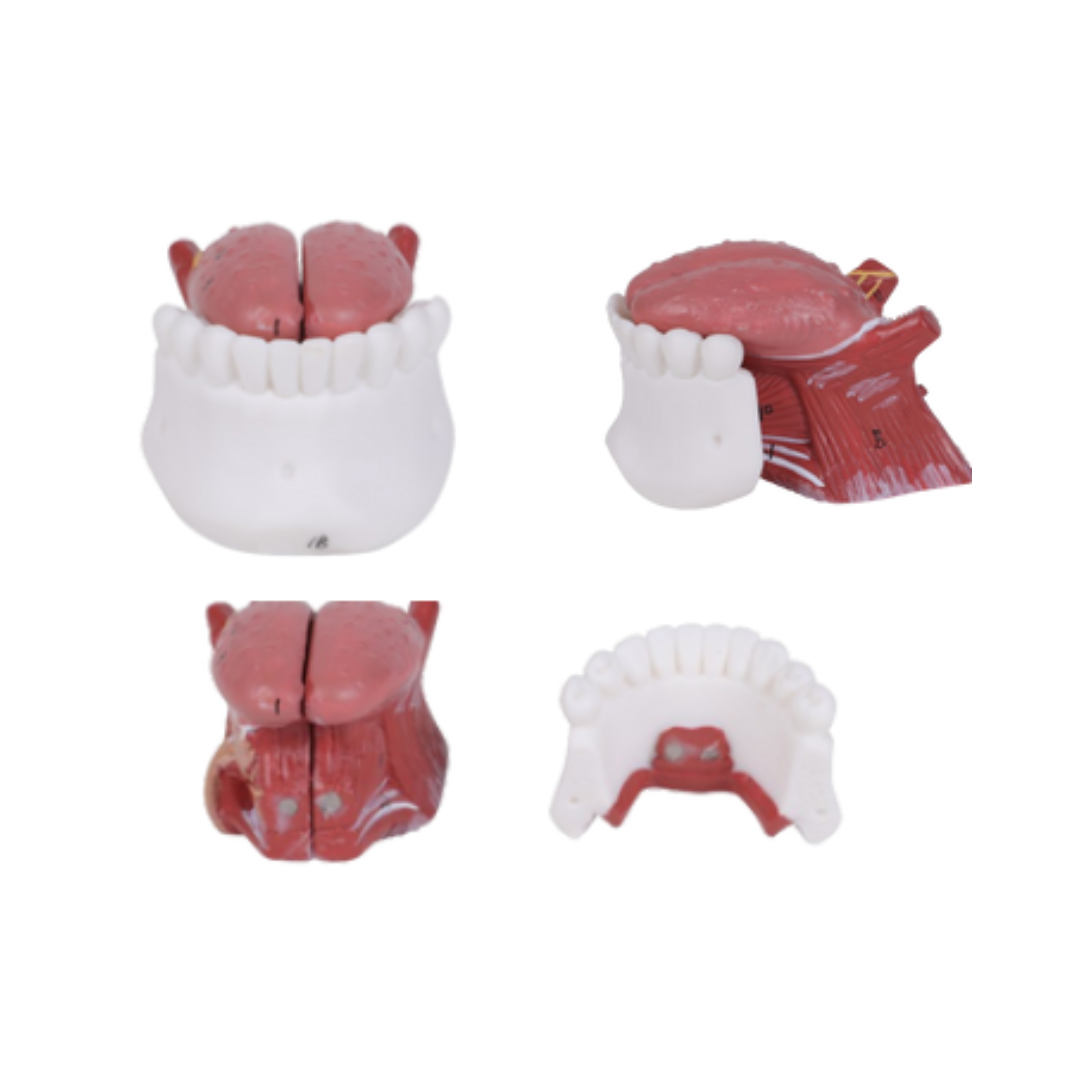 Tongue with Teeth Model