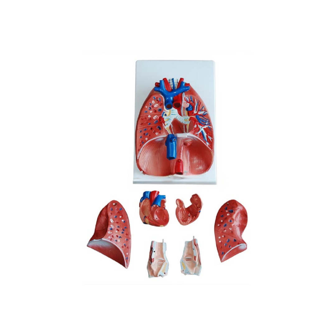 Larynx, Heart and Lungs Model