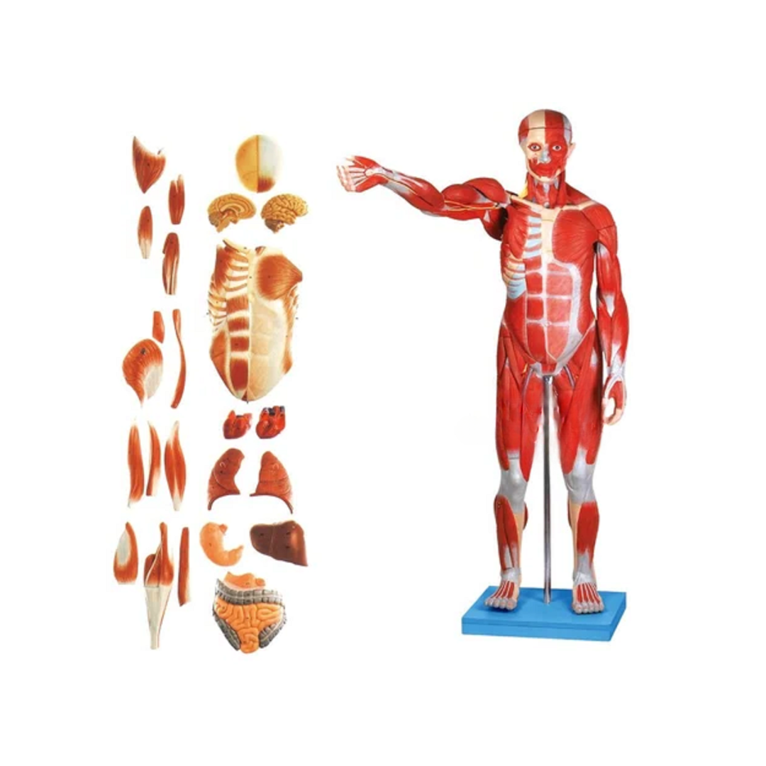 Male Muscular Figure 78 CMS.