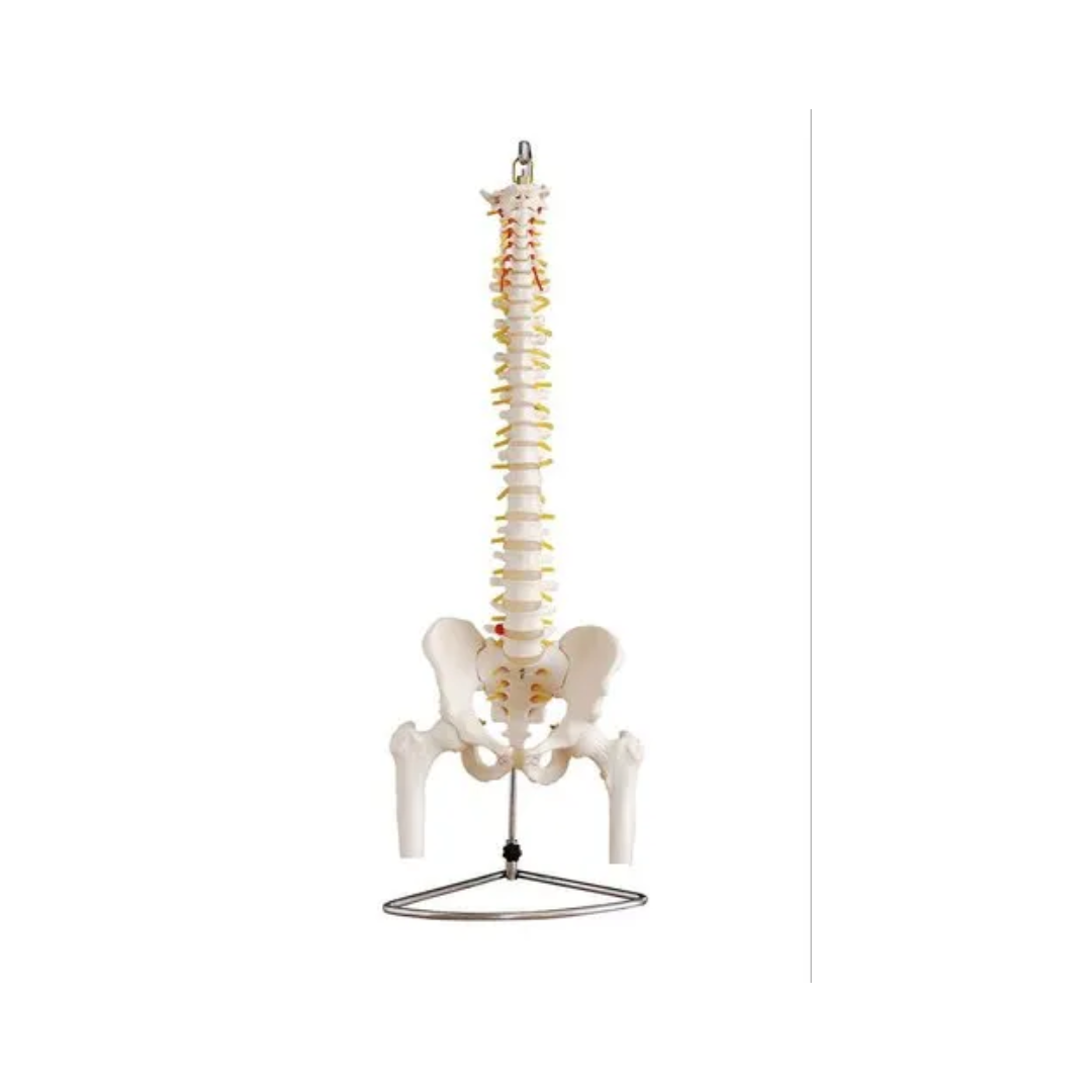 Life Size Vertebral Column with Pelvis and Femur Heads (85 cms.)