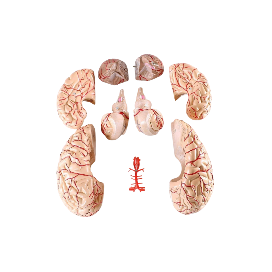 Brain With Arteries(8 Part)