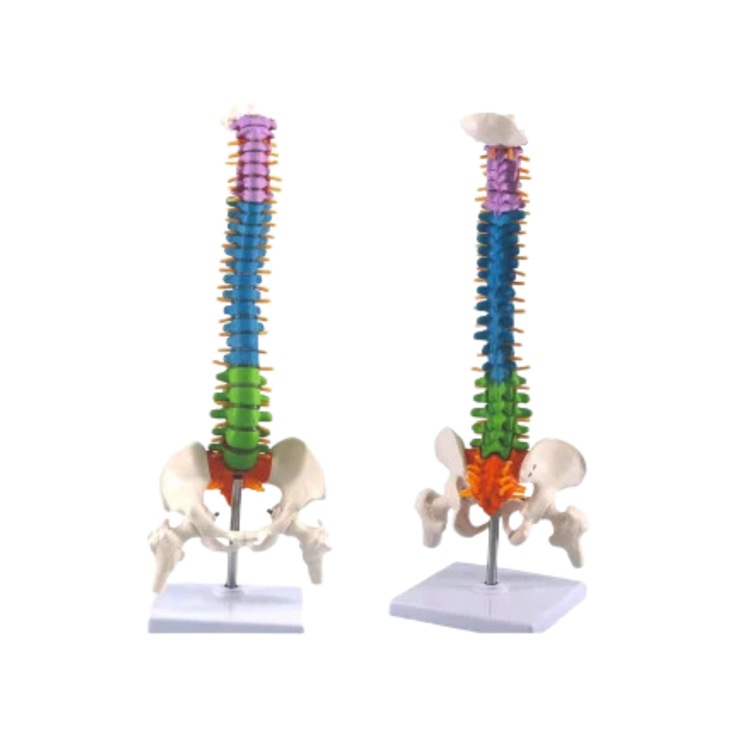 Mini Coloured Spine Model