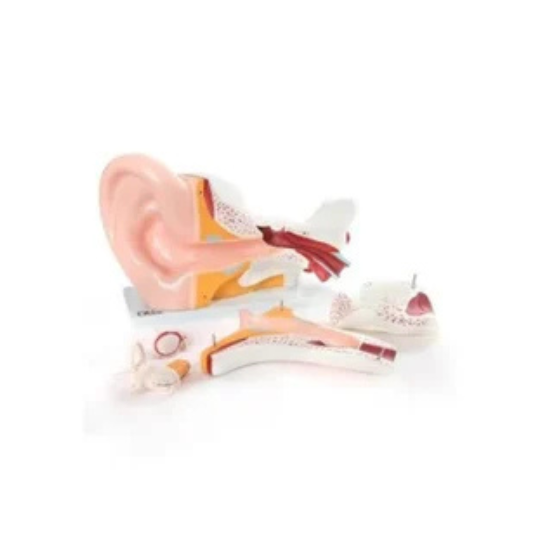 Giant Ear Model