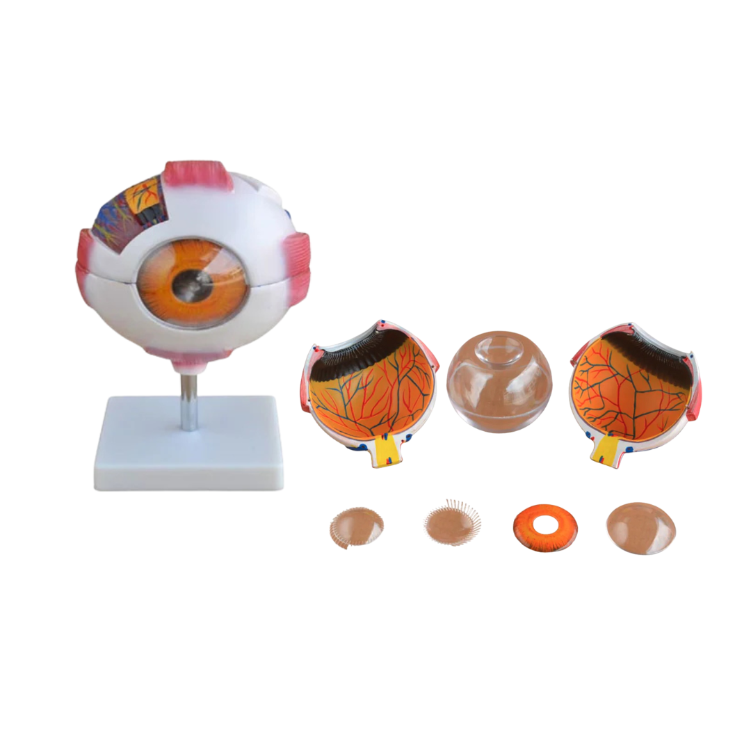 Giant Eye Model