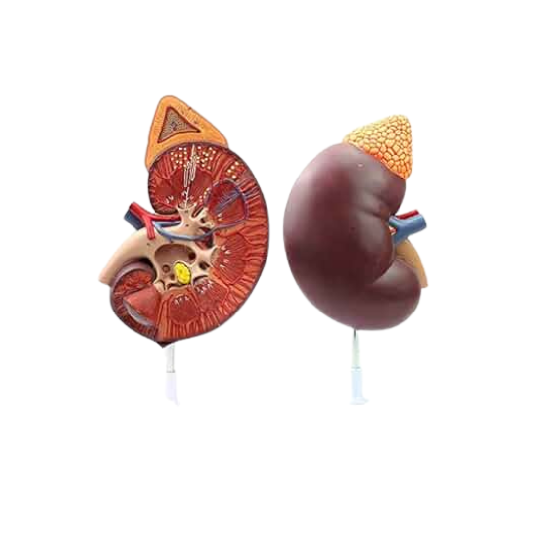 Kidney Model Large