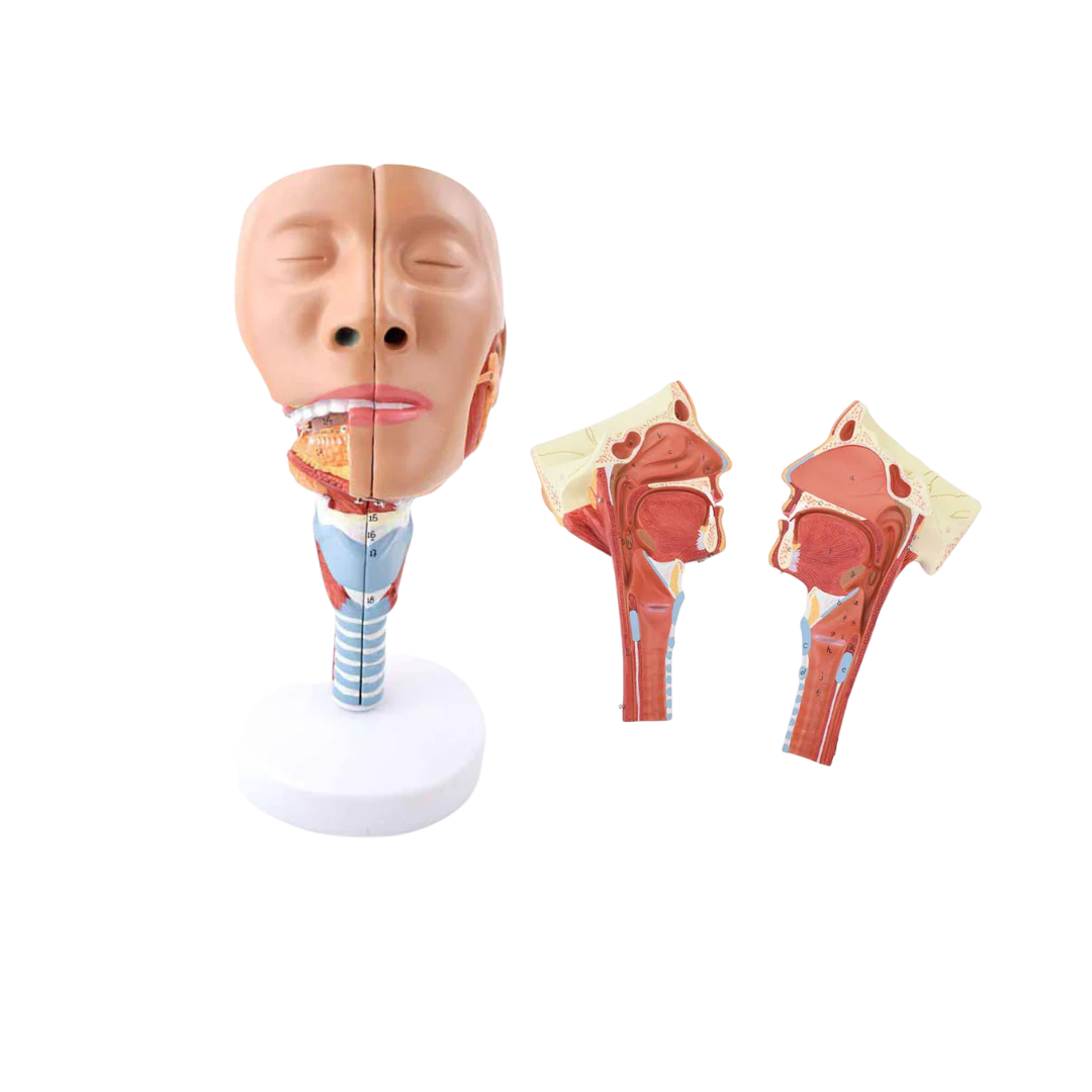 Head with Pharynx Muscles