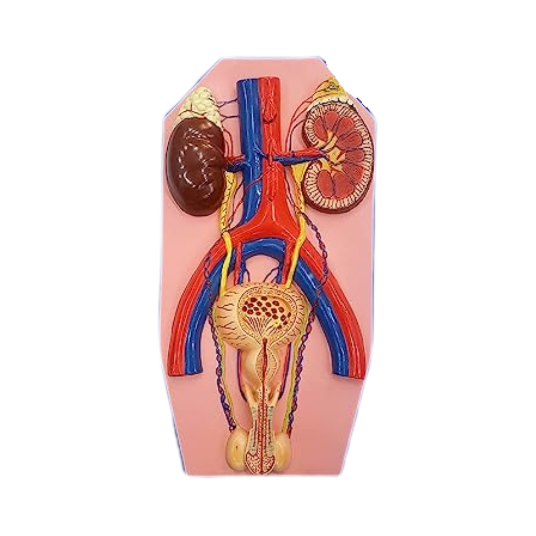 Human Excretory System Model