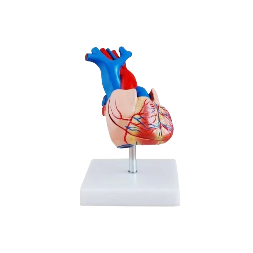 Life Size Heart Model 2 Parts