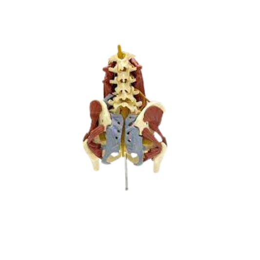 Lumbar Spine with MusclesThis