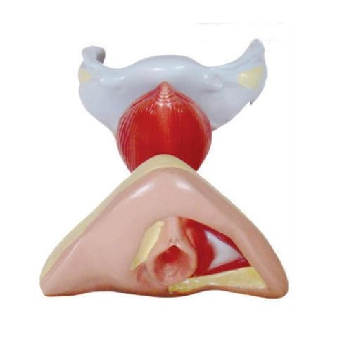 Female Internal And External Organs Model